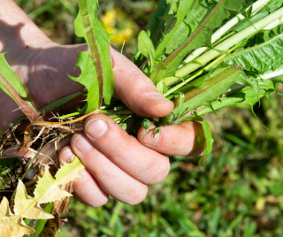 Image of person pulling weeds out in grassy area