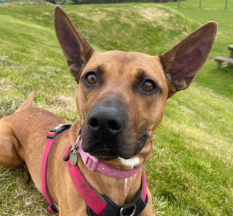 National Animal Welfare Trust – WE NEED YOU